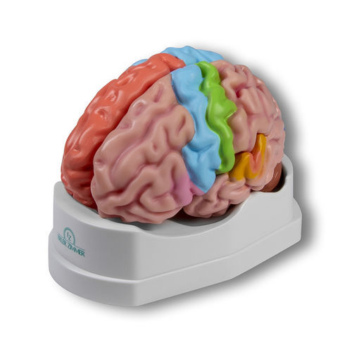 Modelo de cérebro - C922 - Erler-Zimmer - para ensino