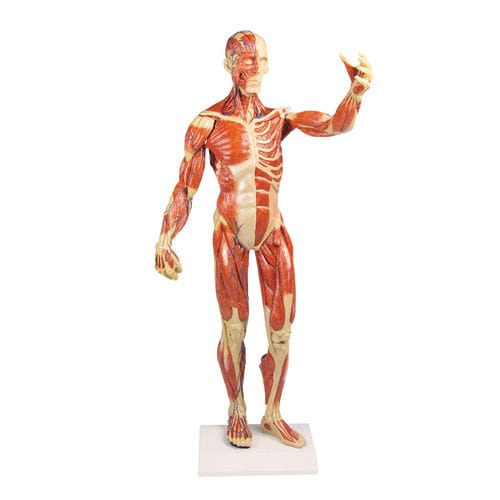 Modelo de músculo - B90 - Erler-Zimmer - de corpo inteiro / para ensino