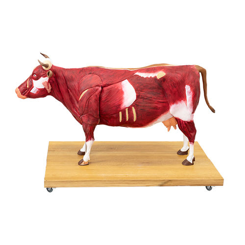 Modelo anatômico de músculo - VET3300 - Erler-Zimmer - de corpo inteiro / para veterinária / com musculatura