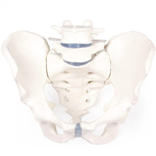 Modelo de pélvis - 4056 - Erler-Zimmer - de sacro / para ensino / masculino