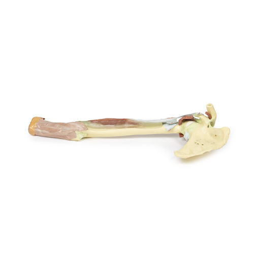 Modelo anatômico de braço - MP1515 - Erler-Zimmer - para ensino