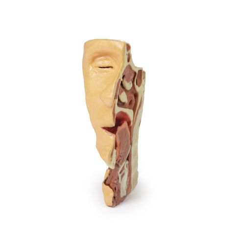Modelo anatômico facial - MP1665 - Erler-Zimmer - para ensino