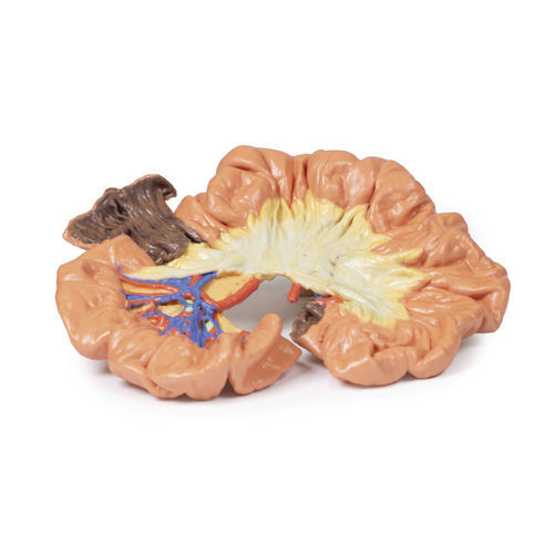 Modelo anatômico de intestino - MP1725 - Erler-Zimmer - para ensino
