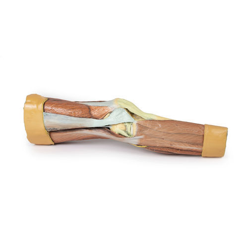 Modelo de membro inferior - MP1810 - Erler-Zimmer - para ensino