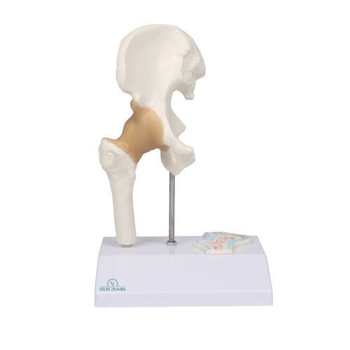 Modelo anatômico de quadril - 4523 - Erler-Zimmer - de articulação / para ensino / miniatura