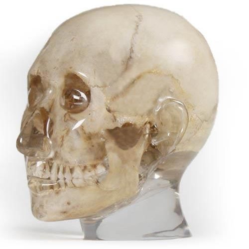Fantoma para radiografia dentária - 7320 - Erler-Zimmer - de cabeça