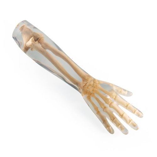 Fantoma para radiografia - 7220 - Erler-Zimmer - de braço