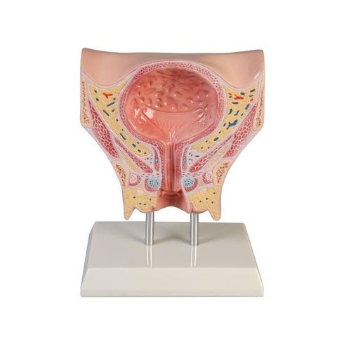 Modelo de membrana flexível - K245 - Erler-Zimmer - de uretra / de assoalho pélvico / para treinamento