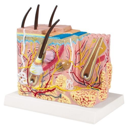 Modelo anatômico de pele - J213 - Erler-Zimmer - de vasos sanguíneos