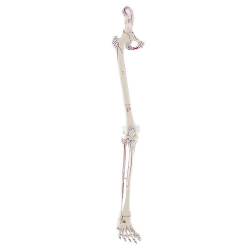 Modelo anatômico de pelve - 6070 - Erler-Zimmer - de esqueleto / de perna / de tíbia