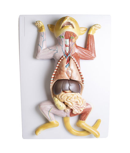 Modelo de estômago - VET3350 - Erler-Zimmer - uterino / de coração / de corpo inteiro