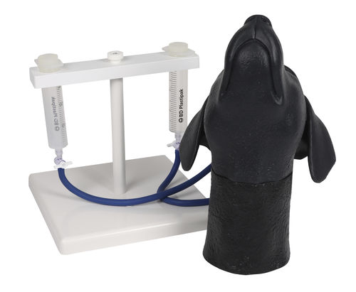 Simulador para punção venosa - VET4620 - Erler-Zimmer - para treinamento / veterinário / canino