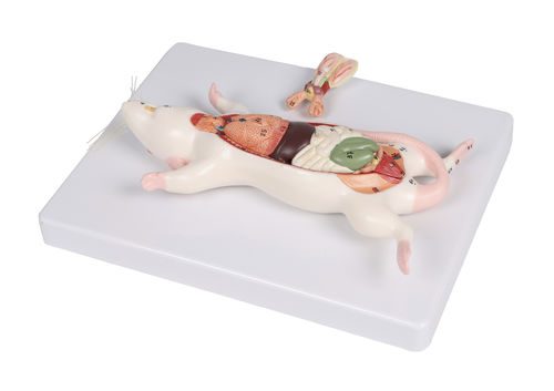 Modelo de coração - VET0821 - Erler-Zimmer - ventral / de fígado / de dissecção