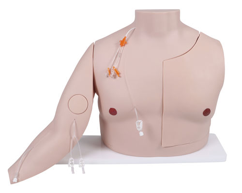 Simulador de acesso vascular - 7650 - Erler-Zimmer - para cateterismo venoso central / para treinamento / para cuidados gerais de saúde