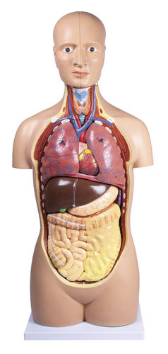 Modelo de baço - B109 - Erler-Zimmer - de cérebro / de intestino delgado / de pâncreas