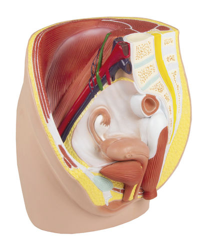 Modelo de reto - H210 - Erler-Zimmer - de bexiga / de vagina / de útero