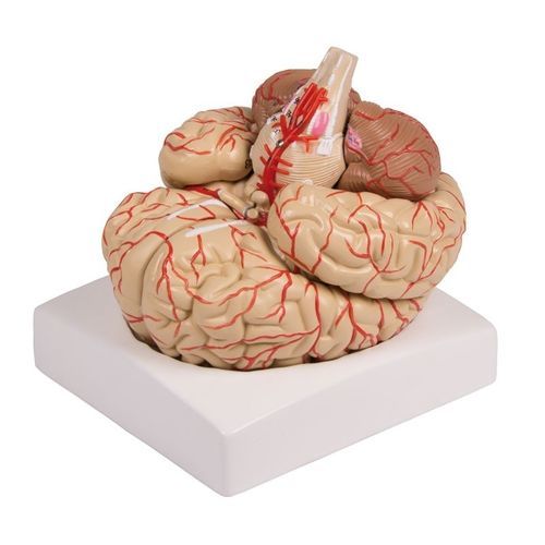 Modelo de cérebro - C220 - Erler-Zimmer - de artéria / para ensino