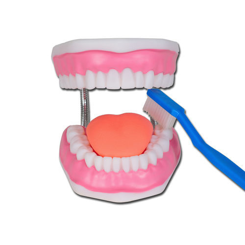 Modelo anatômico bucal - 40199 - GIMA - para higiene dentária / para treinamento