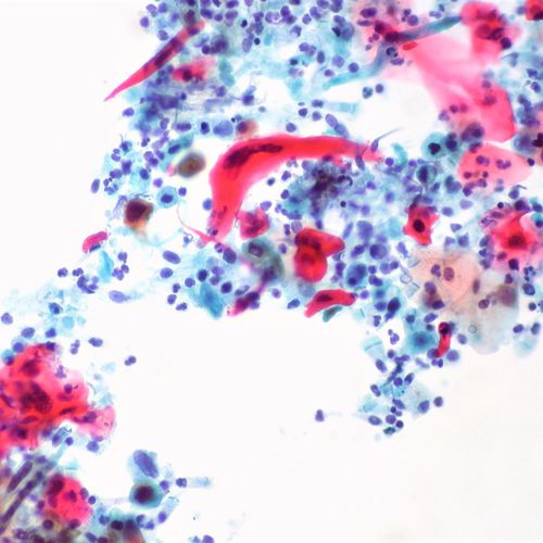 Reagente solução de coloração - 01OG61000 - Histo-Line Laboratories - corante / para histologia / líquido