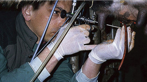 Teloscópio veterinário para bovinos - KARL STORZ