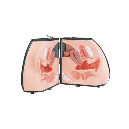 Modelo anatômico corpo - LM-030 - KOKEN  - de pele / de bexiga / de sistema reprodutor feminino