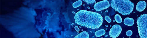 Kit de teste mpox - QP10691 - Randox Laboratories - para pesquisa / para qPCR / para PCR em tempo real