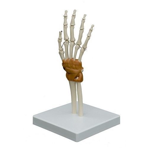Modelo de articulação - A255 - RÜDIGER - ANATOMIE  - de mão / para ensino / com coluna vertebral flexível
