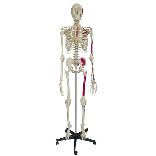Modelo de esqueleto - A200.1 - RÜDIGER - ANATOMIE  - de corpo inteiro / para ensino / com marcação dos músculos