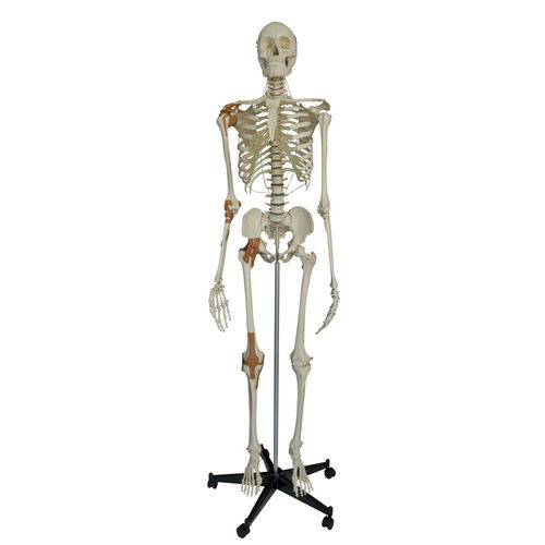 Modelo de esqueleto - A204 - RÜDIGER - ANATOMIE  - de joelho / de corpo inteiro / de ombro