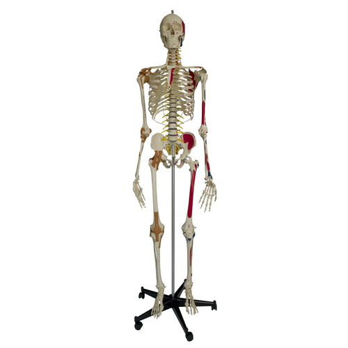 Modelo de esqueleto - A206 - RÜDIGER - ANATOMIE  - de corpo inteiro / para ensino / com coluna vertebral flexível