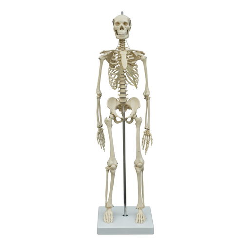 Modelo de esqueleto - MI200 - RÜDIGER - ANATOMIE  - de articulação / de corpo inteiro / para ensino