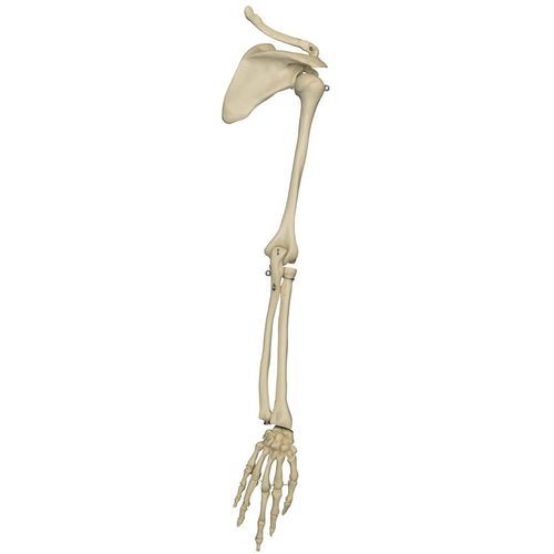 Modelo de esqueleto - MI230 - RÜDIGER - ANATOMIE  - de escápula / de braço / para ensino