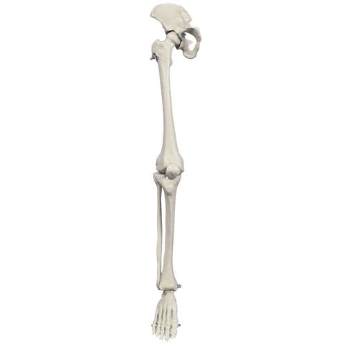 Modelo de esqueleto - MI240 - RÜDIGER - ANATOMIE  - de perna / para ensino / miniatura