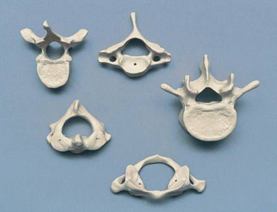 Modelo anatômico de vértebras cervicais - A213.1 - RÜDIGER - ANATOMIE  - para ensino