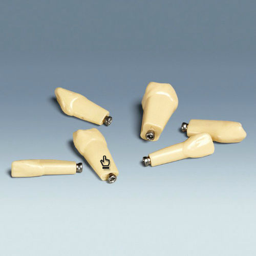 Modelo de dente - ANKA-4 Z - frasaco - para ensino