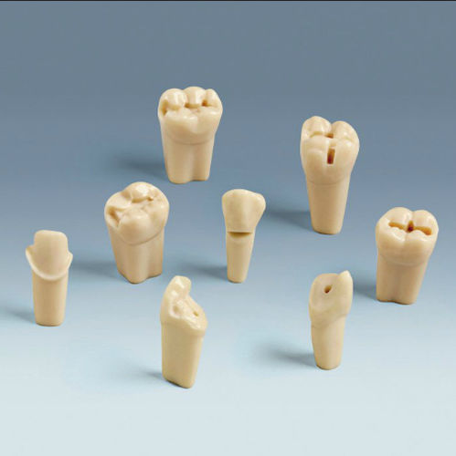 Modelo de dente - ANA-4 ZP - frasaco - para ensino
