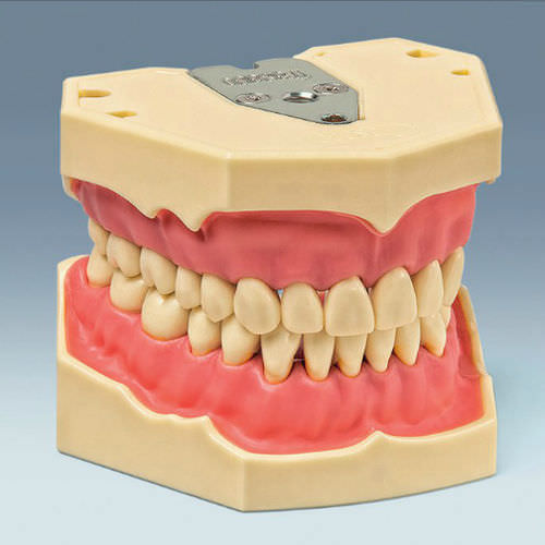 Modelo anatômico de dentição - AG-3 - frasaco - para ensino