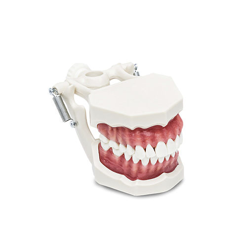 Modelo anatômico de dentição - B22 - LARIDENT S.R.L.   - para ensino