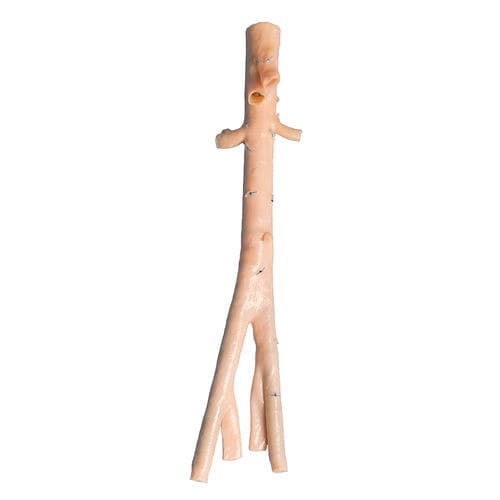 Bioprótese vascular de aorta abdominal - AngioGraft® - Lifenet Health   - de artéria ilíaca / aloenxerto