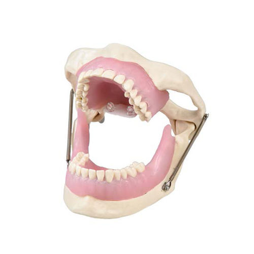 Modelo de mandíbula - SP015 - Navadha Enterprises   - de maxilares / de dentição / para cirurgia odontológica