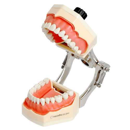 Modelo anatômico de maxilares - NA214 - Navadha Enterprises   - de dentição / para procedimentos odontológicos / para ensino