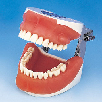 Modelo anatômico de dentição - SUG1003-UL-SP-FEM-28 - Nissin Dental Products Inc.   - de cirurgia / para treinamento / de extração