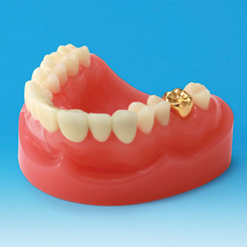 Modelo anatômico de dentição - PE-PRO001 - Nissin Dental Products Inc.   - de gengiva / para prótese dentária / para ensino