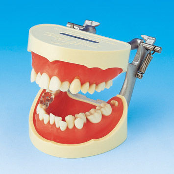 Modelo anatômico de dentição - PE-STP001 - Nissin Dental Products Inc.   - para higiene dentária / para treinamento / articulado