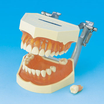 Modelo anatômico de dentição - PE-ANA001 - Nissin Dental Products Inc.   - de gengiva / para treinamento / em silicone
