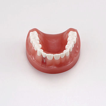 Modelo anatômico de maxilares - PE-PRO020 - Nissin Dental Products Inc.   - de dentição / de gengiva / para prótese dentária