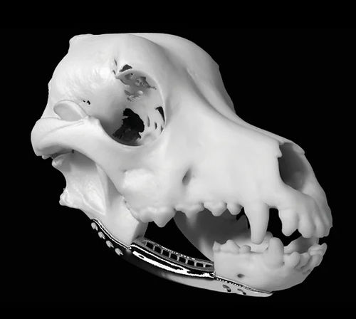 Modelo de cabeça - ProModel™ - Planmeca - cirúrgico / veterinário / branco