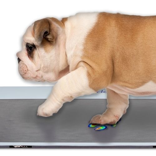 Sistema de análise da marcha - Walkway™  - Tekscan - veterinário