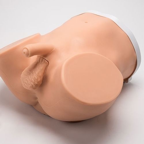 Simulador de cateterismo - Advanced ZACK™ S230.200 - Gaumard - de palpação / de palpação da próstata / de vasectomia