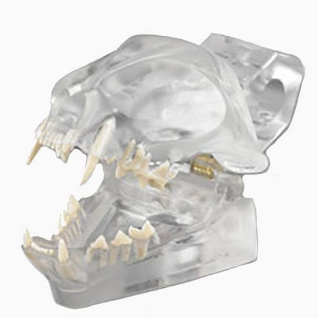 Modelo anatômico de dentição - CTD - Columbia Dentoform® - para ensino / canino / articulado
